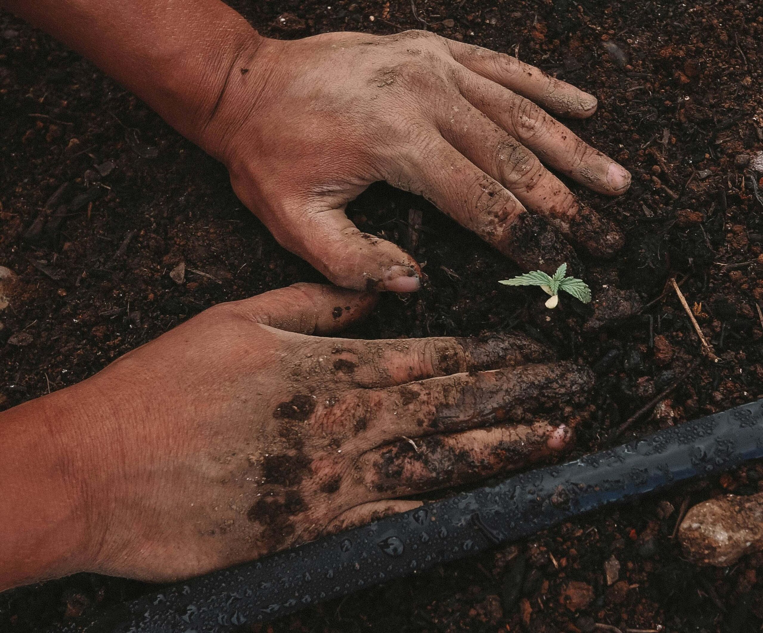 hands in soil
